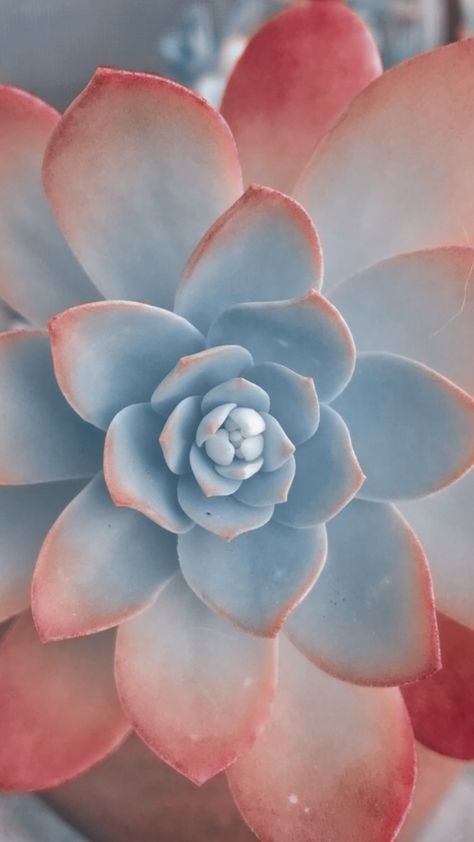 Succulent Close Up, Succulents Pictures, Succulents Aesthetic, Succulent Pictures, Succulent Wallpaper, Succulents Wallpaper, Succulent Photography, Light Summer Color Palette, Succulent Painting