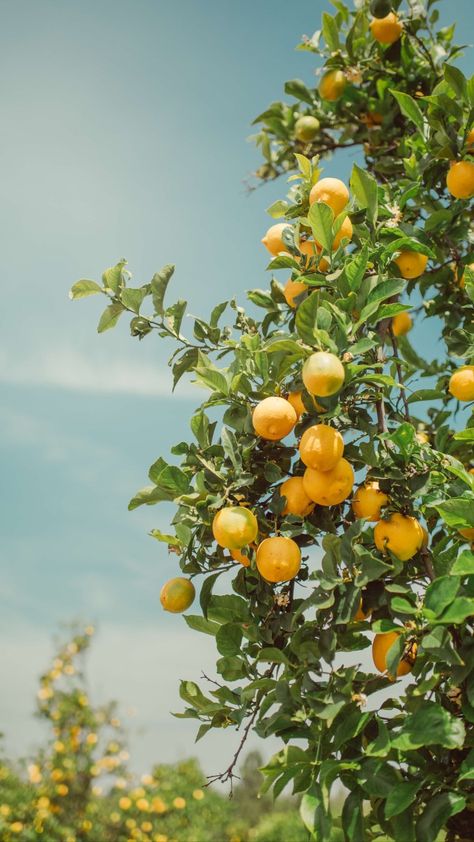 Lemon Tree Aesthetic, Aesthetic Lemon, Citrus Tree, Tree Aesthetic, Orange Tree, Lemon Tree, Creative Market, I Hope, Lemon