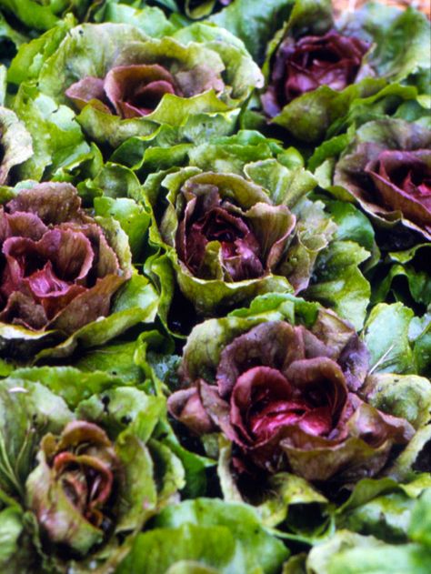 Purple Lettuce, Cichorium Intybus, Salad Garden, Vegetables To Plant, Mixed Salad, Head Of Lettuce, Perennial Vegetables, Vegetable Plants, Herb Garden Design