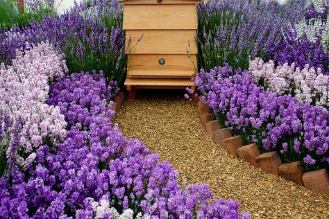 honey bee garden | Honey Bees  How I would just die to have such a sweet looking location for my honey making friends! Someday ;) Bee Garden Design, Honey Making, Honey Bee Garden, The Hives, Backyard Bee, Bee Friendly Garden, Raising Bees, Backyard Beekeeping, Bee Farm