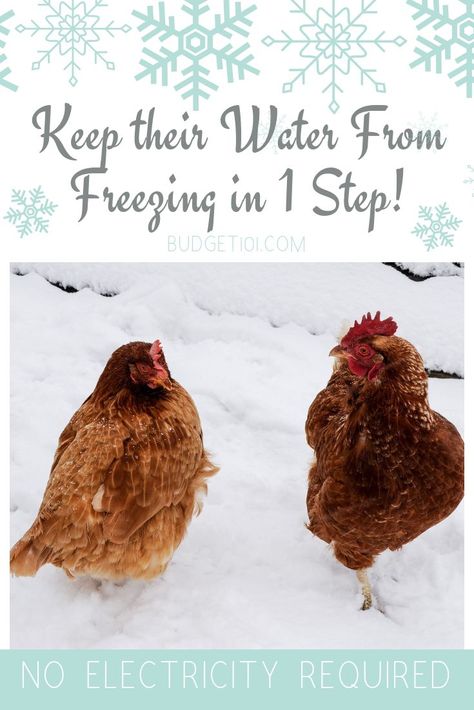 Urban Chicken Farming, Chickens In The Winter, Chicken Waterer, Urban Chickens, Backyard Chicken Farming, Raising Backyard Chickens, Future Farms, Keeping Chickens, Chicken Feed