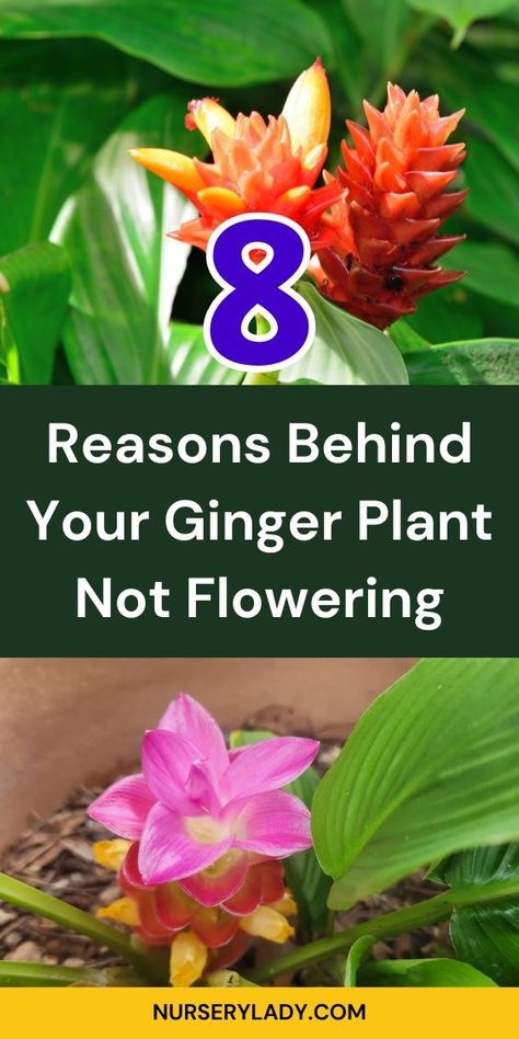 "Discover the 8 reasons behind your ginger plant not flowering! If you're growing ginger indoors or nurturing flowering ginger plants, understanding these factors is crucial. From environmental conditions to care techniques, explore how to encourage vibrant blooms and achieve the perfect flowering ginger pantone. Unlock the secrets to thriving ginger plants and enjoy the beauty of ginger plant flowers in your home garden. Perfect for both novice and experienced gardeners!" Ginger Plant Flower, Grow Ginger From Root, Ginger Plants, Growing Ginger Indoors, Growing Ginger, Ginger Plant, Survival Life Hacks, Survival Life, Plant Flower