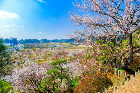 Kairakuen Garden - Ibaraki Attractions - Japan Travel Eat On A Budget, Cedar Forest, Traditional Japanese House, Famous Gardens, Ibaraki, Urban Oasis, Japanese House, Advertising Signs, Beautiful Lakes