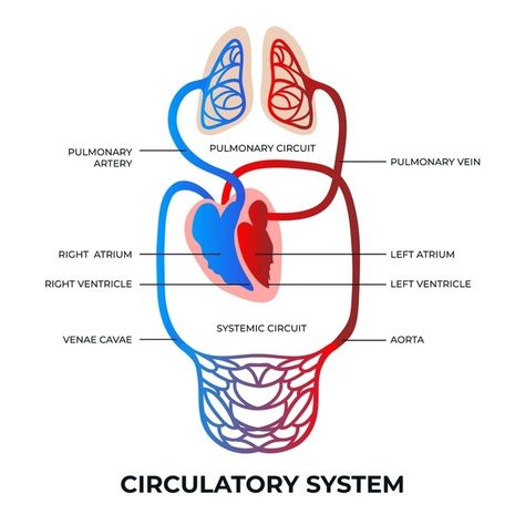 Gradient circulatory system infographic | Free Vector #Freepik #freevector #infographic #gradient #process #information Circulatory System Drawing, System Infographic, Central Venous Catheter, Stickers Images, Anatomy Images, The Circulatory System, Body Outline, Vector Gradient, Resume Maker