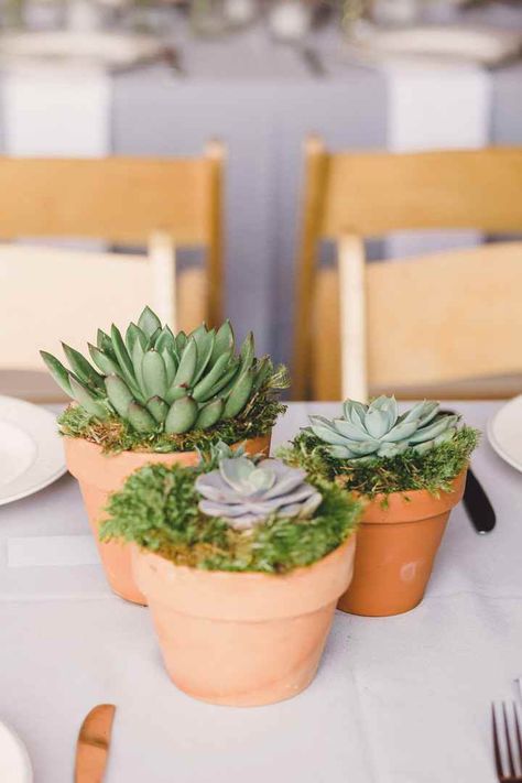 Sample potted succulents - Kat  succulent centerpieces with terra cotta pots Natural Wedding Centerpieces, Diy Succulents Centerpiece, Bohemian Centerpieces, Succulent Wedding Centerpieces, Boho Centerpiece, Plant Centerpieces, Succulent Centerpiece, Succulent Bouquet, Succulent Centerpieces