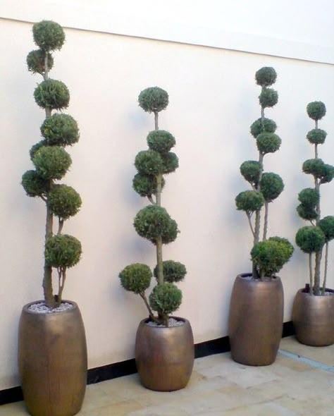 Entry Plants, Este Macleod, Oasis House, Topiary Ideas, Townhouse Backyard, Urban Planters, Cloud Pruning, Interior Landscaping, Topiary Diy