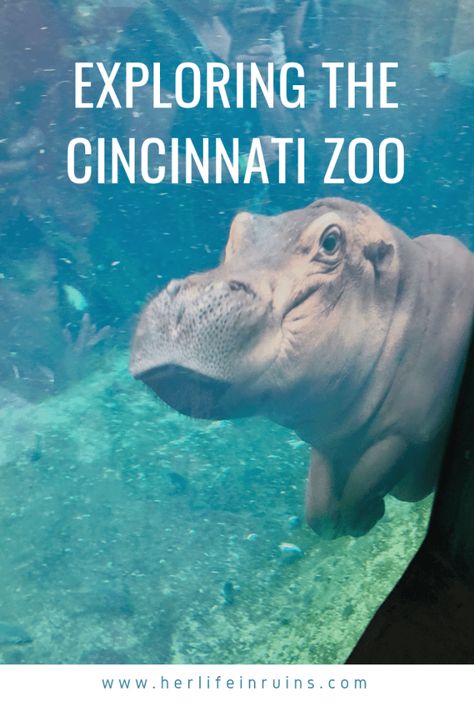 Exploring the Cincinnati Zoo | www.herlifeinruins.com Things To Do In Cinncinati Ohio, Cinncinati Ohio Things To Do With Kids, Kansas City Zoo Missouri, Cincinnati Zoo Ohio, Day Trips In Ohio, Over The Rhine Cincinnati, Fiona The Hippo, Zoo Pictures, Kentucky Vacation