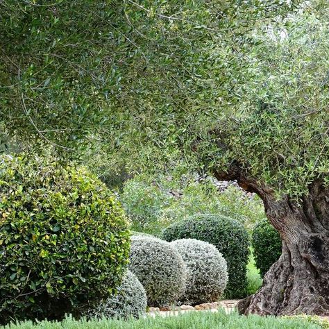 MASHAMBA DESIGN on Instagram: "You’ll find rosemary (Salvia rosmarinus ‘Prostratus’) in most of our gardens.   Our hot, dry summers and mild, wet winters are the ideal climte for this delicious herb. It’s even a common sight in the wild of the island, growing in rocky areas and coastal regions.  Our own garden is filled with topiary rosemary (swipe to photo 5) . We love to plant it where it can cascade over walls, in gravel gardens and as a topiary groundcover.  Why and how we use rosemary -    Culinary uses Drought tolerant Easy to grow Evergreen Fast grower Fragrant Ground cover Low maintenance Pollinator-friendly  Suitable for pots and planters Topiary  Want more info on to the ideal plants for our climate? Follow the link in bio and subscribe to our quarterly newsletter. You’ll get our Rosmarinus Prostratus, Gravel Gardens, Gravel Garden, Crassula Ovata, Pots And Planters, Ground Cover, Drought Tolerant, In The Wild, Low Maintenance