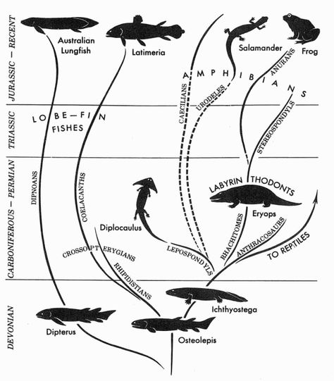 This would have been nice to having during Vert. Fish phylogeny. Animal Evolution Art, Tree Of Life Biology Evolution, Phylogenetic Tree Biology, Convergent Evolution Pokemon, Pyrenean Ibex Extinct, Phylogenetic Tree, Evolutionary Biology, Scientific Illustration, Amphibians