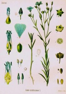 Linseed (flax): one of the World's 100 healthiest foods - The Budwig Diet & Protocol Budwig Diet, Plants Painting, Botanical Vintage, Animal Guides, Vascular Plant, Botanical Illustrations, Plant Painting, Random Thoughts, Botanical Drawings