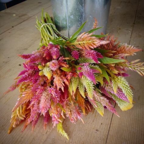 Three Acre Farm Celosia Flower, Summer Blooming Flowers, Growing Cut Flowers, Cut Flower Farm, Dahlia Tubers, Growing Dahlias, Everlasting Flowers, Flower Business, Flower Farmer