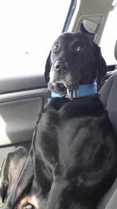 This dog's awkward attempt at trying to not look terrified in the car. | The 61 Most Awkward Moments In The History Of Dogs Funny Dog Faces, Funny Dog Memes, Funny Dog Pictures, Training Your Puppy, Guard Dogs, Dog Face, Funny Animal Pictures, Dog Memes, Dog Photos