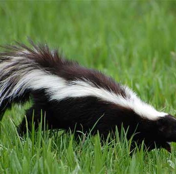 Homemade Skunk Smell Remover - House of Hawthornes Skunk Smell Remover, Dog Skunk, Getting Rid Of Skunks, Uses For White Vinegar, Skunk Spray, Striped Skunk, Skunk Smell, Animals That Hibernate, Smell Remover