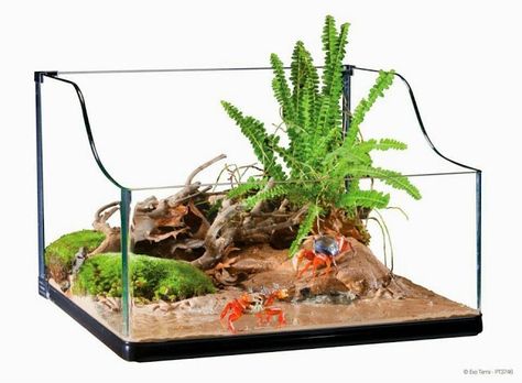 Terrarium Crab Terrarium, Sea Turtle Drawings, Halloween Crab, Turtle Tank Setup, Cute Turtle Drawings, Aqua Scaping, Turtle Terrarium, Sea Turtle Drawing, Animal Homes