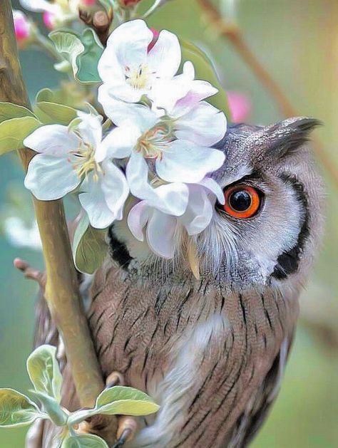 Owl peeking out from behind flowers. Owl Photography, Owl Photos, Owl Pictures, Beautiful Owl, Bird Wallpaper, Owl Lovers, Owl Bird, Bird Pictures, Owl Art