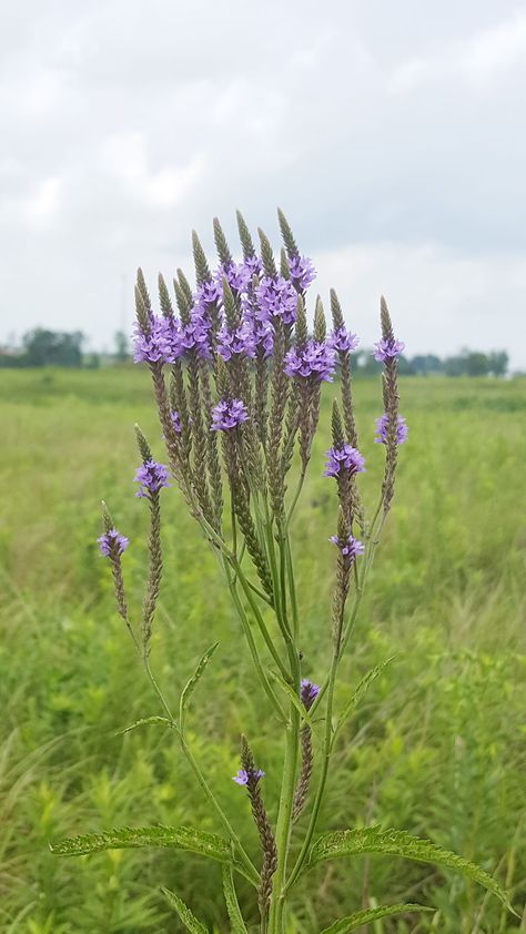 Verbena Hastata, Part Shade Flowers, Blue Vervain, Herb Wreath, Autumn Blue, Flowers Simple, Street Trees, Simple Leaf, Shade Flowers