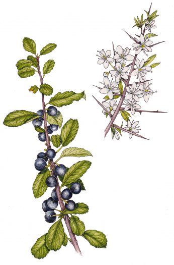 Blackthorn Sloe Prunus spinosa - Lizzie Harper Creepy Woods, Vampire Tattoo, Watercolour Wash, Traditional Witchcraft, Rocky Shore, R Tattoo, Watercolor Wash, Tree Tattoo, The 5th Of November