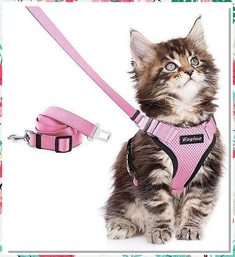 Looking for must-have cat supplies to keep your feline friend happy and healthy? Look no further! From toys to grooming tools, find everything you need for your beloved pet. Check out our top picks for the best cat supplies now! Kitten Accessories, Cat Essentials, Cat Leash, Cat Harness, Pretty Dogs, Cute Kitten, Cat Room, Cat Accessories, Cat Supplies