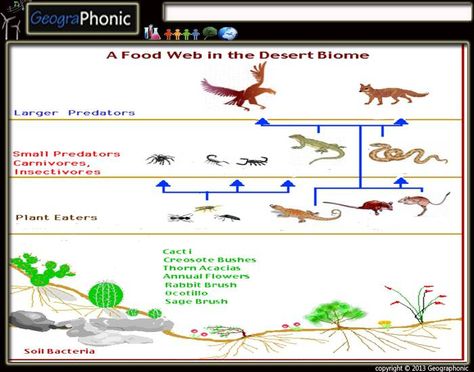 This is a quiz called Food web in the desert biome and was created by member Geographonic Biomes Project, Desert Food, Desert Biome, Desert Ecosystem, Plant Eater, 7th Grade Science, Hot Desert, Food Web, Biome