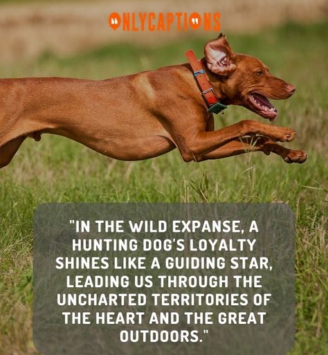 Canine Companions of the Hunt Hunting Dog Quotes Duck, Hunting Dog Quotes, Deer Hunting Quotes, Hunter Quotes, Duck Hunting Dogs, Hunter Quote, Hunting Quotes, Touching Words, Duck Hunter