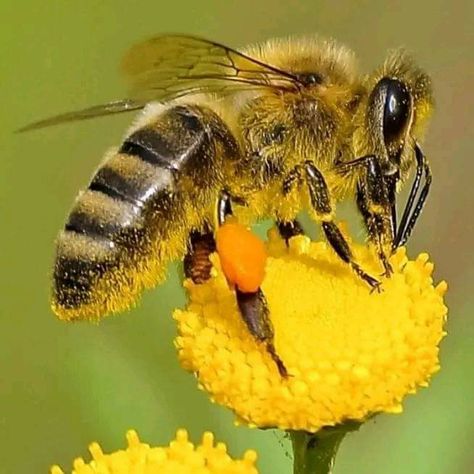 Bee Pollination, Honey Bee Facts, Aesthetic Health, Tattoo Health, Bee Drawing, Bee Pictures, Modern Agriculture, I Love Bees, Bees And Wasps