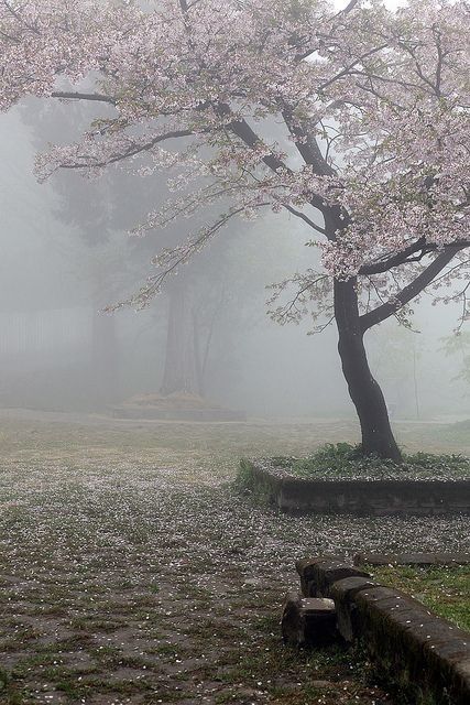 Foggy Day, Sakura Tree, Japan Aesthetic, The Fog, Nature Aesthetic, Pretty Places, Aesthetic Photo, Pretty Pictures, Pretty Wallpapers