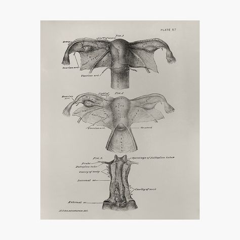 Uterus Anatomy Drawing, Female Reproductive System Anatomy Art, Obgyn Wallpaper, Uterus Illustration, Uterus Anatomy, Reproductive Anatomy, Female Reproductive System Anatomy, Female Reproductive Anatomy, Womb Tattoo