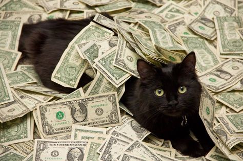 Cat and money Kitty Tattoos, Rhinestone Painting, Money Cat, Fortune Cat, Funny Animal Photos, A Black Cat, Cat Fashion, Diamond Embroidery, Cat Care