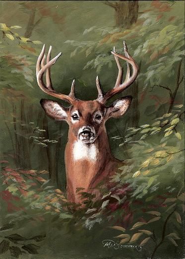 Sommers End Originals Michele (Erickson) Sommers... Front Royal, VA Custom Artwork * Murals * Portraits * Calligraphy Deer Artwork, Deer Drawing, Deer Pictures, Deer Painting, Deer Art, Wildlife Paintings, A Deer, Painting Art Projects, Wildlife Art