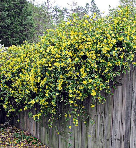 Carolina Jessamine on Gray Fence by snow41, via Flickr    Carolina jessamine (Gelsemium sempervirens) is one of the most beautiful vines of the South. It covers fences and trees in open woodlands and along roadsides throughout the Southeast with its slender vines and bright yellow flowers. It is the state flower of South Carolina Jasmine On Fence, Gray Fence, Carolina Jessamine, Carolina Jasmine, Grey Fences, Jasmine Vine, Garden Vines, Backyard Paradise, Love Garden