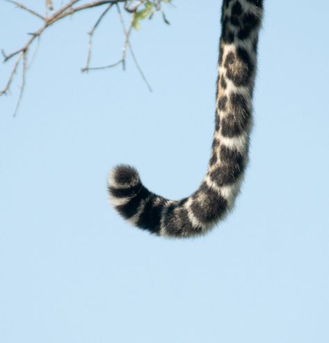 Leopard Tail | Leopard sitting in a tree Masai Mara, I just … | Flickr Sitting In A Tree, V Games, Masai Mara, Star Sky, Character Aesthetic, Amalfi Coast, The Shape, A Tree, Star Wars