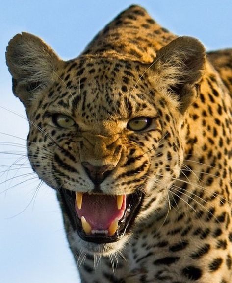 Wildlife Pictures, Large Cats, Leopards, Animal Planet, Nature Animals, Beautiful Cats, Grog, Big Cats, Beautiful Creatures