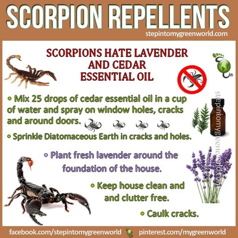 . How To Get Rid Of Scorpions In House, Repellent Diy, Cedar Essential Oil, House Keeping, Natural Pest Control, Essential Oil Mixes, Diy Products, Bug Repellent, Insect Control