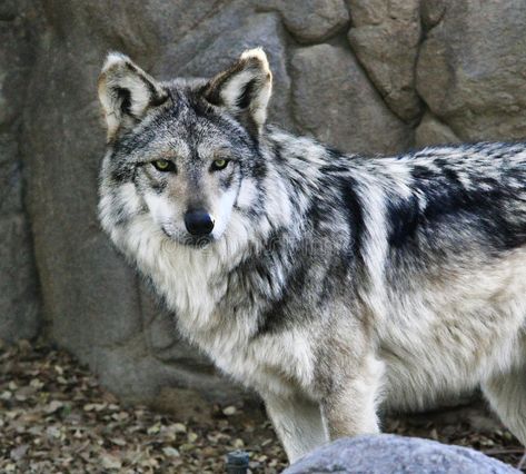 Mexican Grey Wolf, Desert Drawing, Mexican Wolf, Mexican Gray Wolf, Forest Wildlife, Werewolf Aesthetic, Fox Dog, Wolf Photography, American Flag Eagle