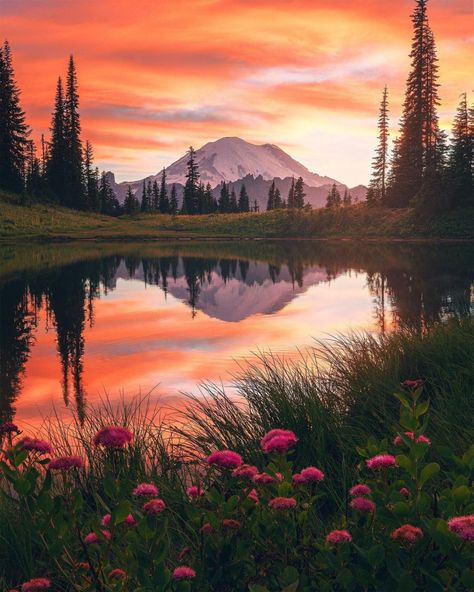 Washington State's nickname is the Evergreen State for good reason. Over 50% of the state is covered in forests, which are perfect for hiking, biking, camping, and exploring. One of its most popular outdoor destinations is Mount Rainier, which ascends to 14,410 feet above sea level. 📸 @neohumanity Mount Rainier National Park, Rainier National Park, Beautiful Sunset, Mount Rainier, National Park, Washington, Trees, Lake, Water