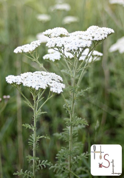 Yarrow Home Medicinal Herb Garden Yarrow  In my climate, yarrow grows wild everywhere there’s no need to plant it. However, if it doesn’t grow well wild or can’t easily be foraged grow it in the herb garden. This beauty is loved by pollinators, makes a great fertilizer when used as mulch, can help stop bleeding, and even be used to treat coughs and fevers. White Yarrow Plant, Yarrow Field, Herb Pictures, Common Yarrow, White Yarrow, Yarrow Plant, Healing Flowers, Sacred Garden, Medicinal Herbs Garden