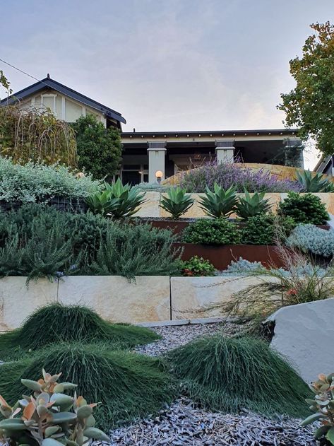 Casuarina glauca Cousin It creates an interesting groundcover. A mix of materials and plants creates interest to break up this long steep front yard. Cousin It Plant, Steep Front Yard, Casuarina Glauca, Cousin It, No Mow Grass, Sydney Gardens, Pool Plants, Lawn Alternatives, Dry Garden