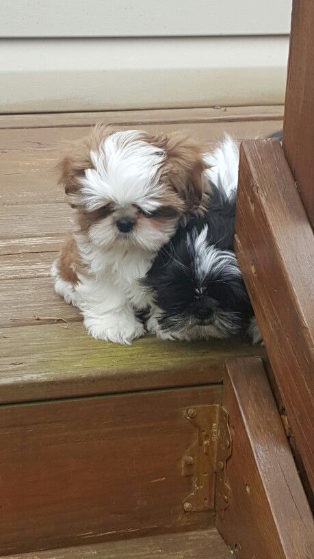 Shitzu Dogs, Perro Shih Tzu, Chien Shih Tzu, Shitzu Puppies, Puppies And Kitties, Shih Tzu Puppy, Shih Tzu Dog, Shih Tzus