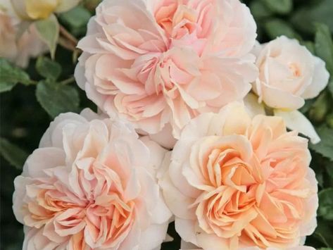 Veranda Cream Rose Veranda Cream Rose, Types Of Roses, Shrub Roses, Autumn Lights, Rose A, Cream Flowers, Climbing Roses, Flower Lights, Cream Roses