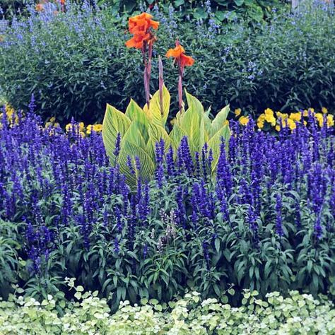 Salvia farinacea 'Victoria Blue' (Mealy Cup Sage) Mealycup Sage, Helichrysum Petiolare, Salvia Farinacea, Licorice Plant, Net Storage, Tuberous Begonia, Silver Plant, Plant Breeding, Dark Blue Flowers