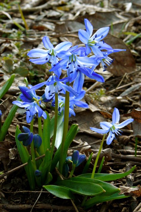 Siberian Squill Siberian Squill, Plant Projects, Spring Bulbs, Spring Blooms, Early Spring, Spring Colors, Botany, Save Yourself, Planting