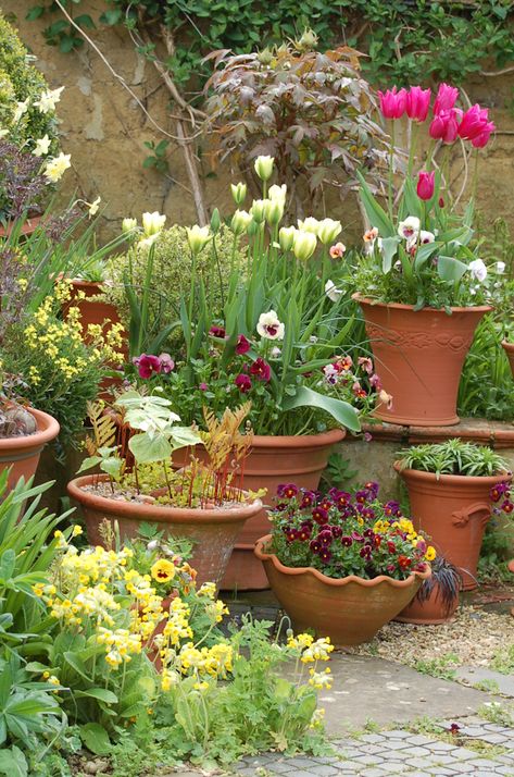 Spring bulbs in terrra cotta pots White Flower Farm, Container Garden Design, Potted Plants Outdoor, Container Gardening Flowers, Garden Containers, Spring Bulbs, Small Gardens, Types Of Flowers, Container Plants