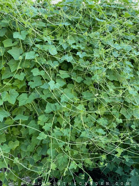 Cucamelon Trellis, Cucamelon Plant, Cucamelon Growing, Blueberry Fertilizer, Flowers Board, Sink Hole, Diy Trellis, Spring Plants, Square Foot Gardening