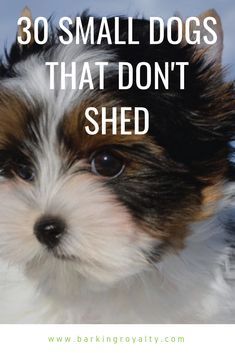 Looking for a dog breed that won't leave your home with a lot of hair and can accept well apartment living? Check out these 30 small dogs that don't shed. #dog #dogbreeds #doglovers #pup #puppies #doghealth  Looking for a dog breed that won't leave your home with a lot of hair and can accept well apartment living? Check out these 30 small dogs that don't shed. #dog #dogbreeds #doglovers #pup #puppies #doghealth Small Family Dogs, Mini Dogs Breeds, Dog Breeds That Dont Shed, Non Shedding Dogs, Best Small Dogs, A Lot Of Hair, Cute Small Dogs, Toy Dog Breeds, Dogs Breeds