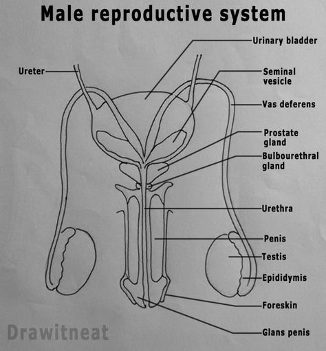 DRAW IT NEAT : How to draw Male reproductive system - Front view Anatomy Of Reproductive System, Body System Drawing, Male Reproductive System Notes, Reproductive System Notes, Female Reproductive System Diagram, Reproductive System Project, Reproductive System Worksheet, Drawing Biology, Female Reproductive System Anatomy