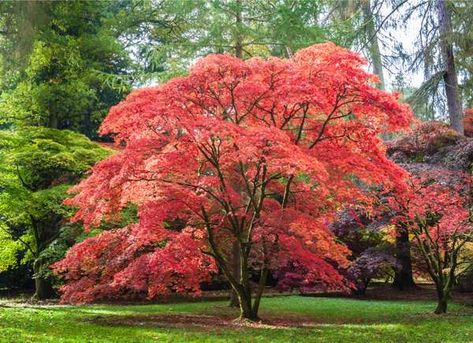 Japanese Maple Trees With Red Leaves, Japanese Maple Care, Trees For Front Yard, Growing Fruit Trees, Redbud Tree, Crabapple Tree, Japanese Maple Tree, Dogwood Trees, Acer Palmatum