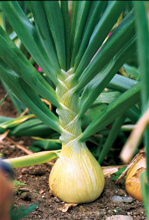 How to Grow Onions from Seed - FineGardening Onion Ring Recipes, Onion Rings Recipe Easy, Onion Rings Air Fryer, Onions From Seed, Ring Recipes, Sorrel Plant, Growing Onions From Seed, Onion Garden, Grow Onions