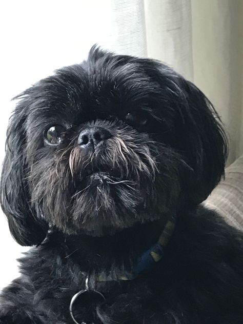 Lhasa Apso Black, Black Shitzu, Corte Shitzu, Malshi Puppies, Black Shih Tzu, Puppy Care Tips, Shitzu Dogs, Perro Shih Tzu, Chien Shih Tzu