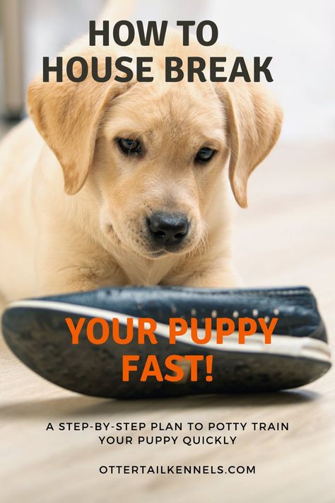 Training A Puppy Potty, House Breaking A Puppy Potty Training, How To Train A Labrador Puppy, Lab Training Tips Puppies, Training A Labrador Puppy, How To Train A Puppy To Pee Outside, Lab Puppy Training Tips, How To Potty Train A Puppy, Potty Train Dog