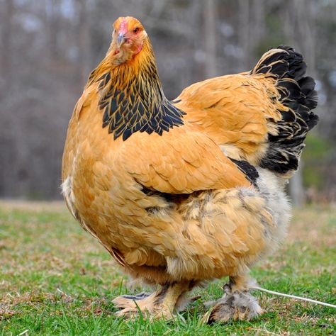 Brahma Chicken Eggs, Buff Brahma Chicken, Largest Chicken Breed, Cochin Chickens, Heritage Chicken Breeds, Brahma Chicken, Farm Chickens, Day Old Chicks, Raising Chicks